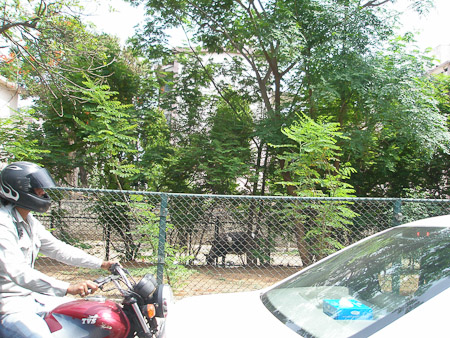 Bike, car, cow