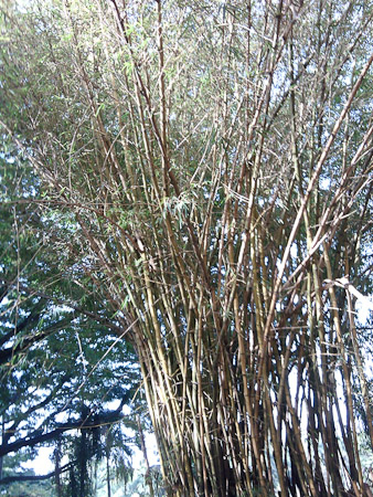 Bamboo at Lalbagh Gardens