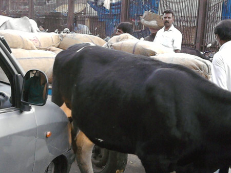 Cow at the market