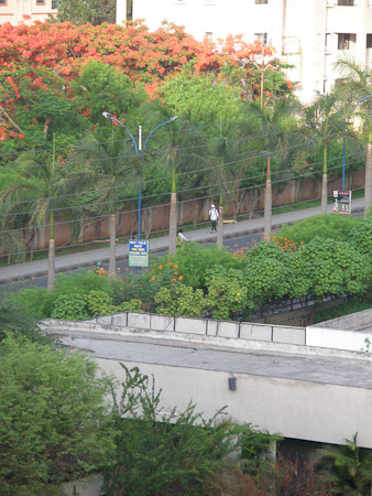 Magarpatta Trees