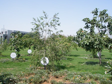SAP Trees