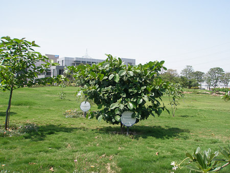 SAP Trees